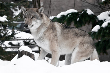 The wolf looks slyly, springily ready to jump and run to the goal. Jovial, smart view, on the face of interest, winter forest.