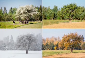 Beautiful collage of 4 seasons different pictures of an apple tree on field, same spot, place....