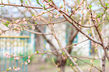 Branches of blooming peach trees in a spring orchard.