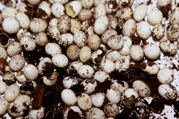 White Snail`s Eggs. Snail's Caviar. Abstract Nature Background.
