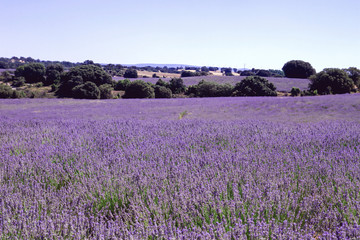 Purple landscape with lavender fields