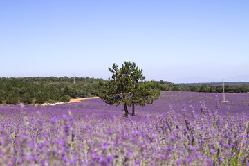 Fototapeta na wymiar Purple lavender fields in springtime