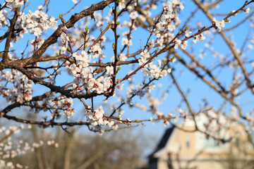 Branches of blooming apricot tree in a spring orchard.