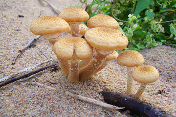 Family of mushrooms on the sand.