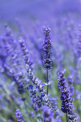 Naklejka premium Szczegół błękitni lawendowi kwiaty