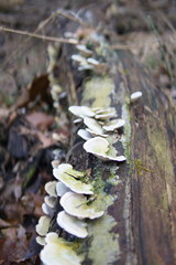 Mushrooms growing on fallen log