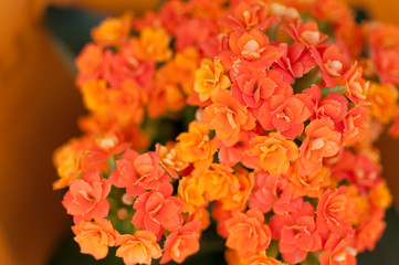 Orange garden flowers