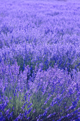 Blue lavender fields