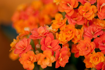 Orange garden flowers