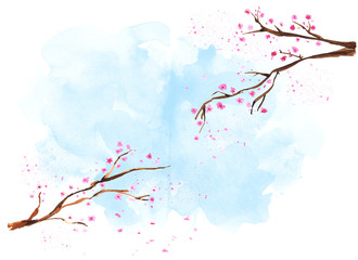 Watercolor hand drawn blossom sakura branches. Isolated floral spring illustration on white background.