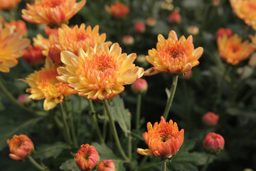 Beautiful multi colored flowers in plantation with the morning light.