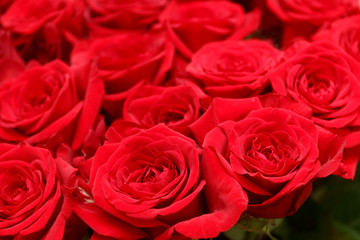Fine red roses. Background