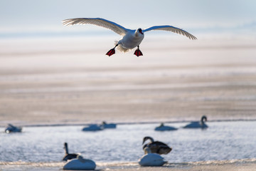 Swan landing on frozen lake.