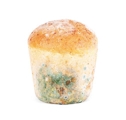 Mold on bread on a white background. Isolated