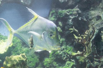 threadfinned trevally