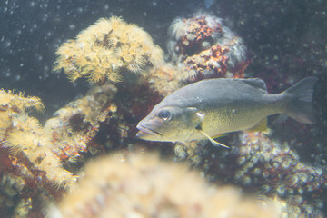 Snapper fish underwater swimming over kelp forest