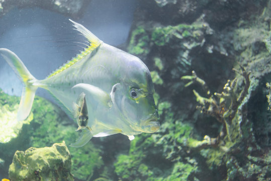 threadfinned trevally