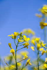 Obraz premium yellow flowers on background of blue sky