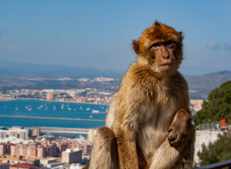 Barbary ape above gibraltar