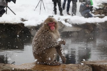 Japanese monkey in Jigokudani Monkey Park in Nagano Prefecture, Japan