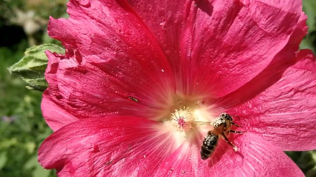  Abeja impregnada de polen buscando nectar en una flor  Flor Malva Real o Alcea rosea