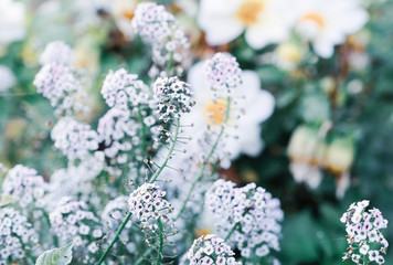 Gentle white flowers;