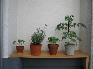 plants