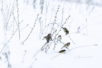 European goldfinch at winter natury