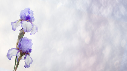 Naklejka na ściany i meble Blue flowers of bearded iris on a blue blurred background. Copy space