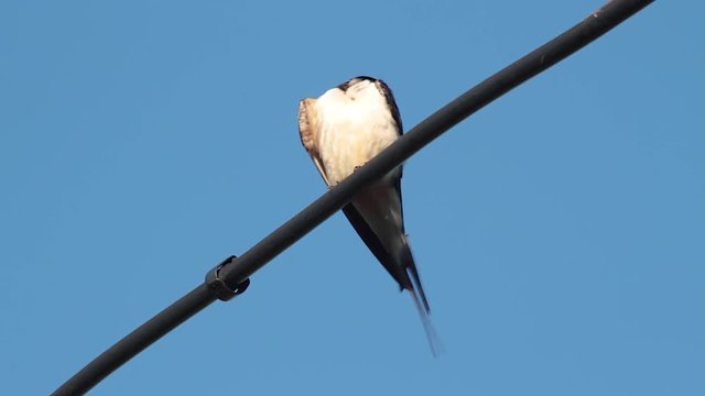  Golondrina posada en un cable acical&aacute;ndose