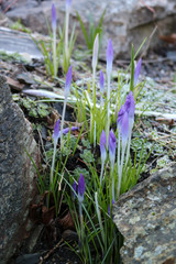 First spring flowers in the mountains.