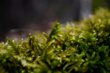 beautiful winter mountain nature
