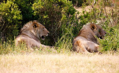 young lions