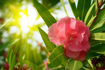 Pink oleander 