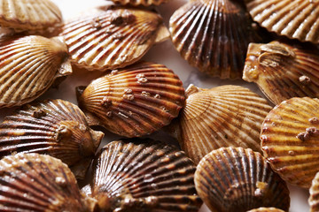 Scallop on marble stone table