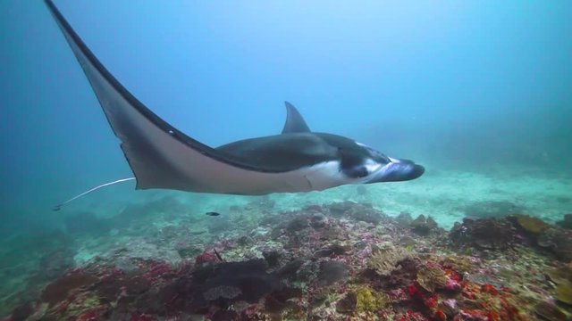 Beautiful Giant Manta Ray swimming slowly over the coral reef in Nusa Lembongan, Indonesia. Crystal blue water and many colours can be seen in this shot
