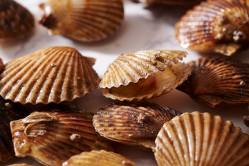 Scallop on marble stone table