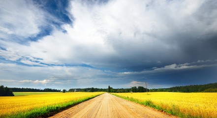Beautiful gravel road in yellow green lush agricultural crop fields on a summer day in Latvia...