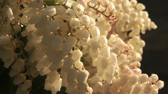 Pieris in flower