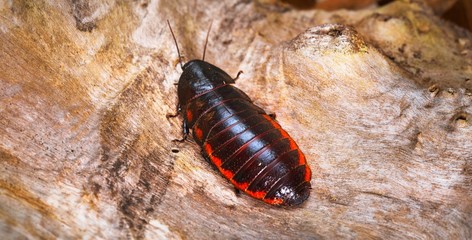 Black giant madagascar hissing cockroach in natural environment. Princisia vanwaerebeki.