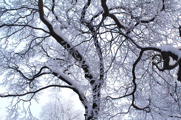 Snow-covered tree branches against the white sky