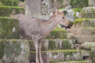 Japanese wild friendly cute deer at Nara national public park.