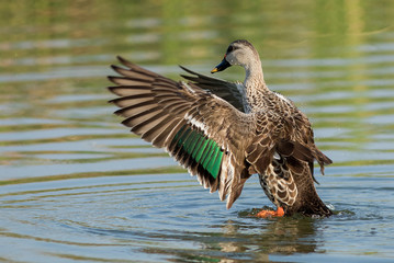 Spot billed duck bird in early morning at river bathing and searching for food in golden light in nature