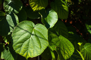 Green kiwi leaves on the vine, close up
