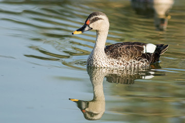 Spot billed duck bird in early morning at river bathing and searching for food in golden light in nature