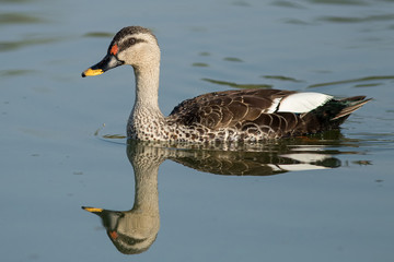 Spot billed duck bird in early morning at river bathing and searching for food in golden light in nature