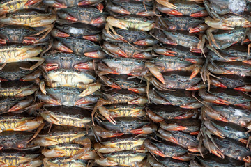 Stacked Crabs