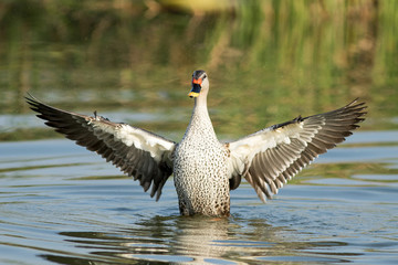 Spot billed duck bird in early morning at river bathing and searching for food in golden light in nature