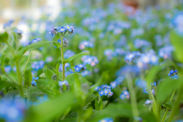 青い勿忘草