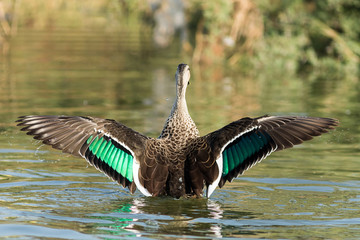Spot billed duck bird in early morning at river bathing and searching for food in golden light in nature